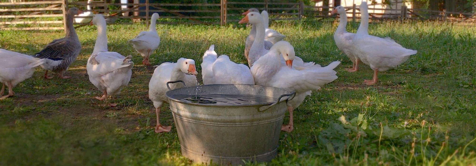 Einige Gänse auf einer Wiese, davor eine Zinkwanne mit Wasser, aus der eine Gans trinkt