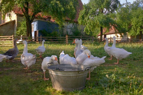 Einige Gänse auf einer Wiese, davor eine Zinkwanne mit Wasser, aus der eine Gans trinkt