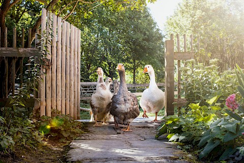 Vier verschiedenfarbige Gänse laufen durch eine offen stehende Zauntür