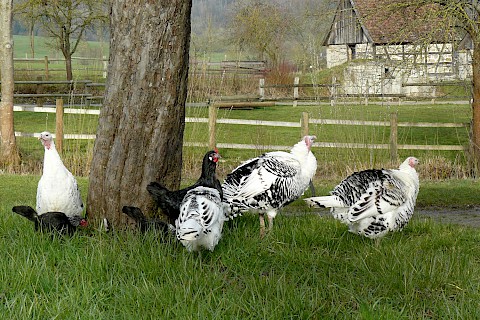Vier Truthennen auf einer Wiese, im Hintergrund ein Fachwerkhaus