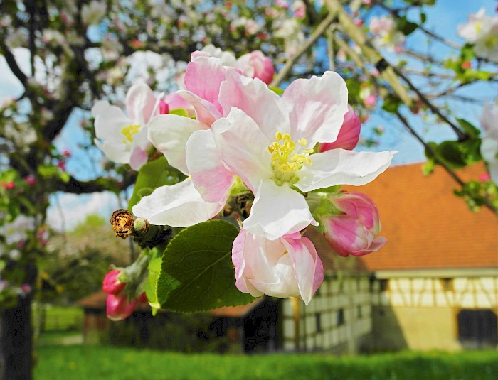 Apfelblüte